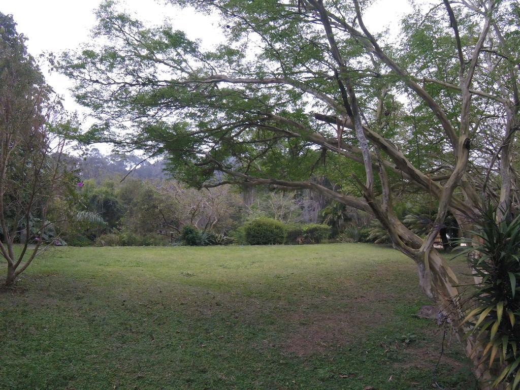 Amoedo