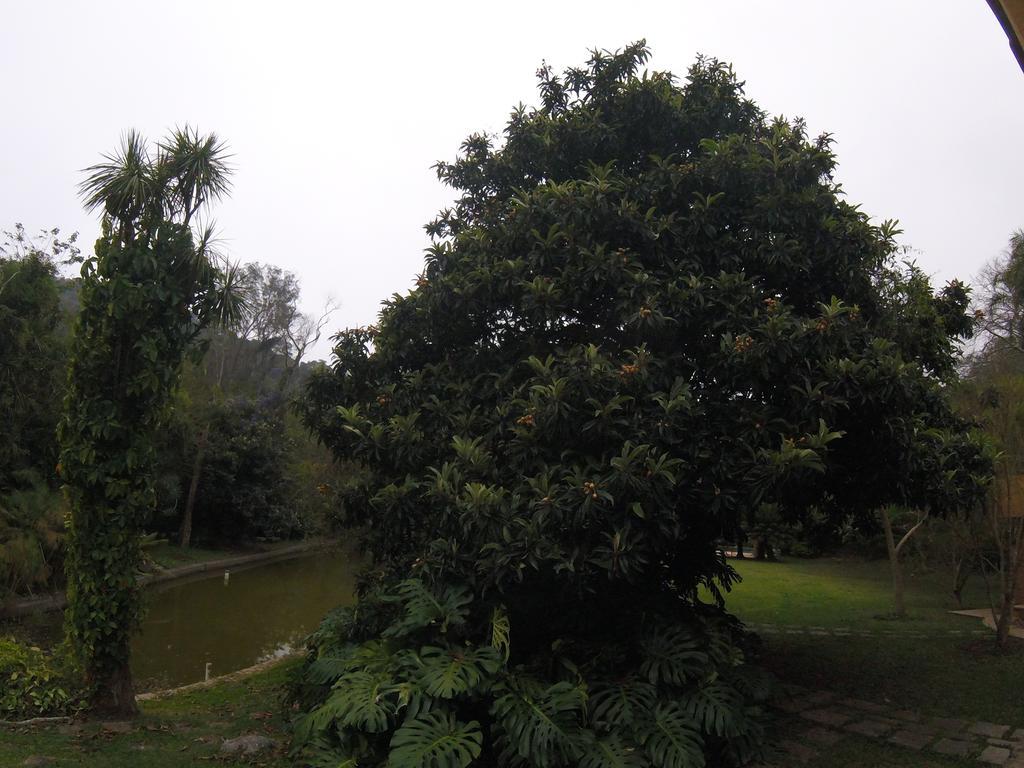 Amoedo